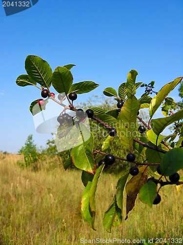 Image of Branch with the wolf berries