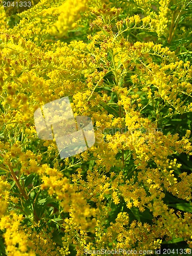 Image of Some beautiful yellow flowers