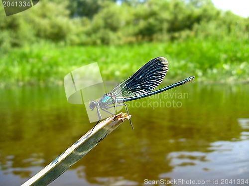 Image of dragonfly sitting on the branch