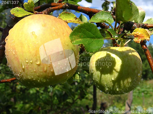 Image of very tasty and ripe apples