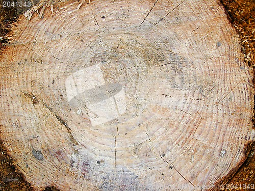 Image of Pattern on a cut of a tree