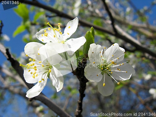 Image of Blossoming cherry