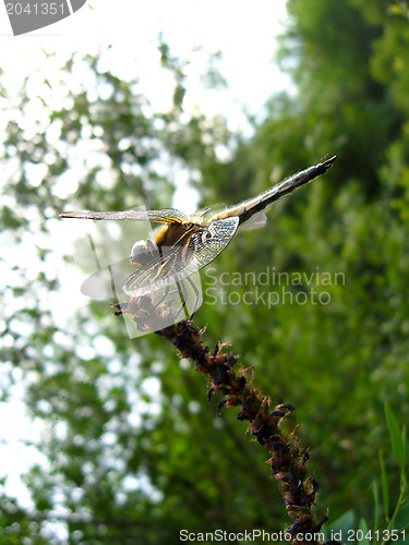 Image of dragonfly sitting on the branch