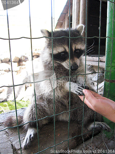 Image of Raccoon with asking paw behind a bar