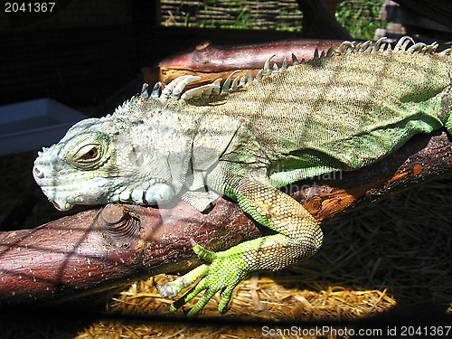Image of green big iguana in zoo