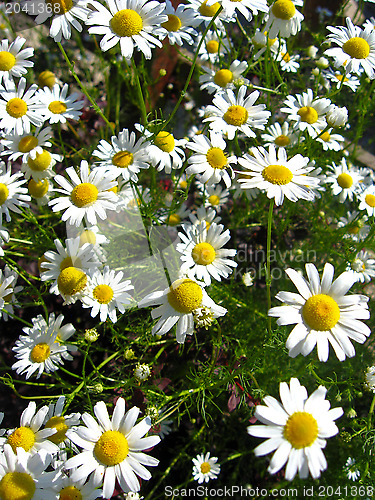 Image of beautiful bed  with small chamomiles