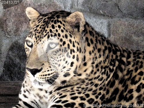 Image of the beautiful leopard