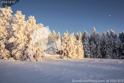 Image of Winter Landscape