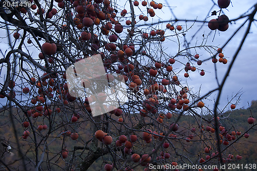 Image of Rich harvest of ripe persimmon