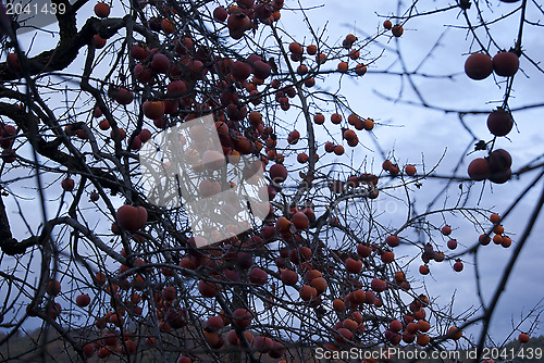 Image of Ripe persimmon on tree branches