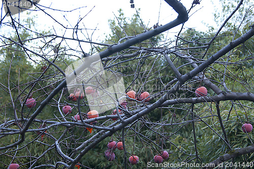 Image of Ripe persimmon on the tree