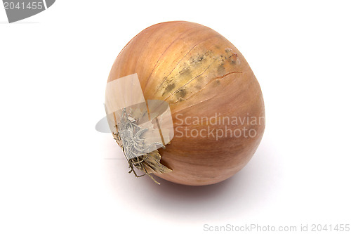 Image of Onion