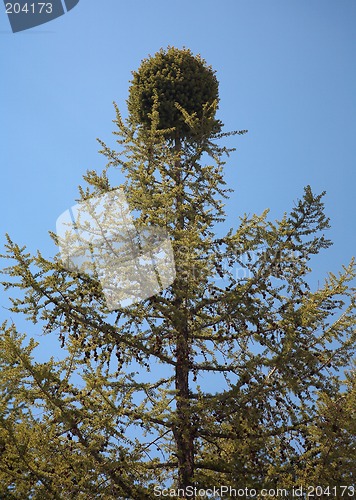 Image of witch-brooms disease