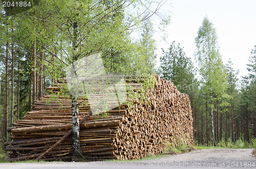 Image of Springtime logs