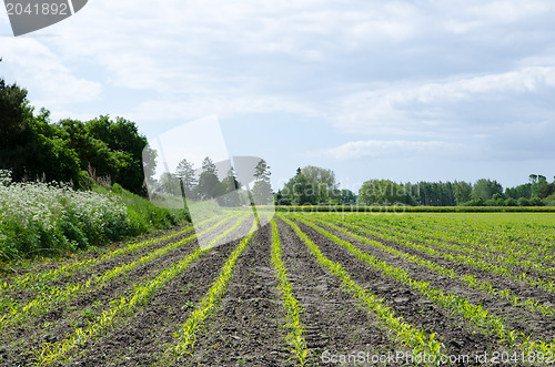 Image of Corn field