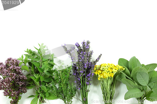 Image of Fresh herbs