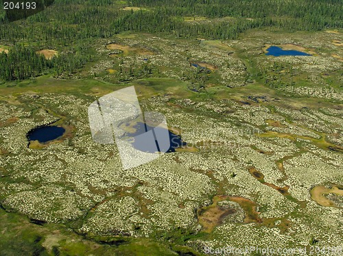 Image of Forest-tundra landscape