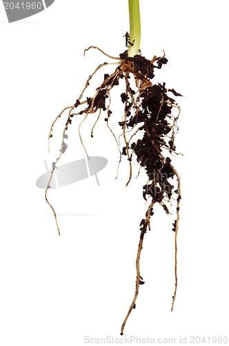Image of Roots of haricot