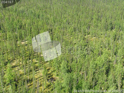 Image of Siberian taiga - aerial view