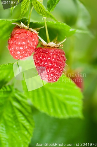 Image of Raspberries