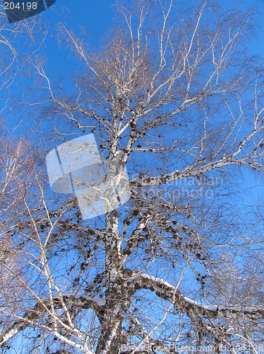 Image of Birch under the hoar-frost