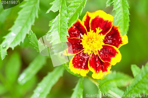 Image of Marigold flower