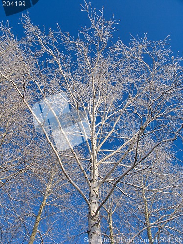 Image of Trees under the hoar-frost