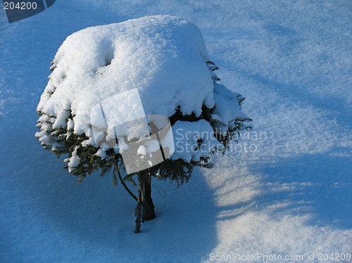 Image of Ornamental Fir tree under the snow