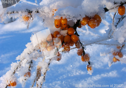 Image of Winter Barberry