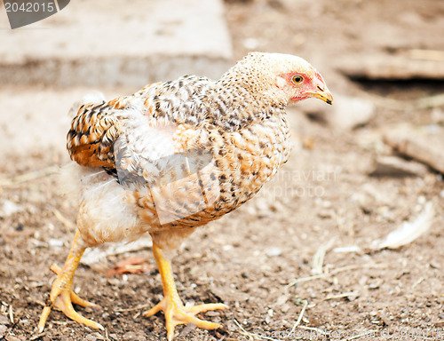 Image of Walking hens