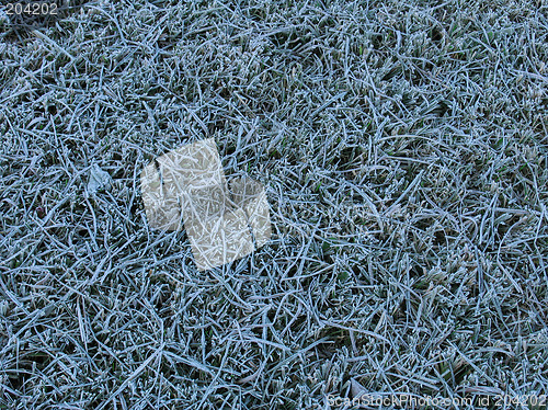 Image of Grass under the hoar-frost