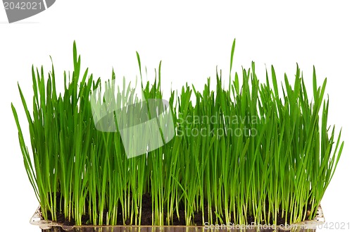 Image of Wheat grass