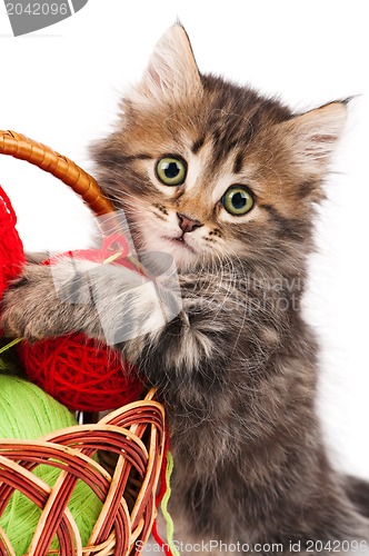 Image of Cute kitten