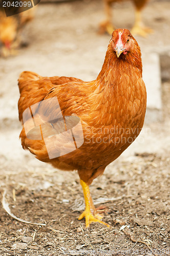 Image of Walking hens