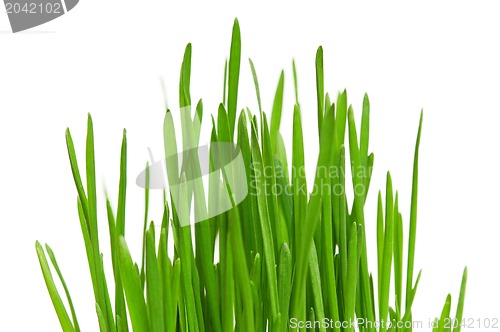 Image of Wheat grass