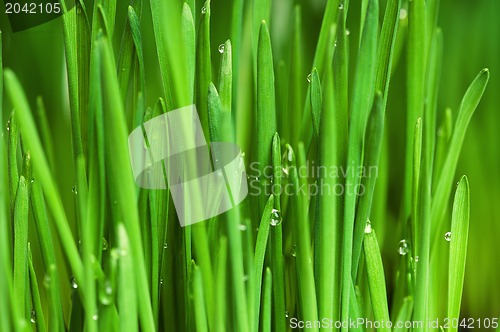 Image of Wheat grass