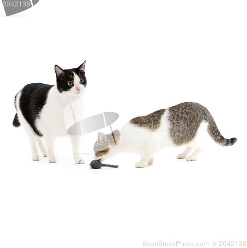 Image of Two cats playing with a toy mouse