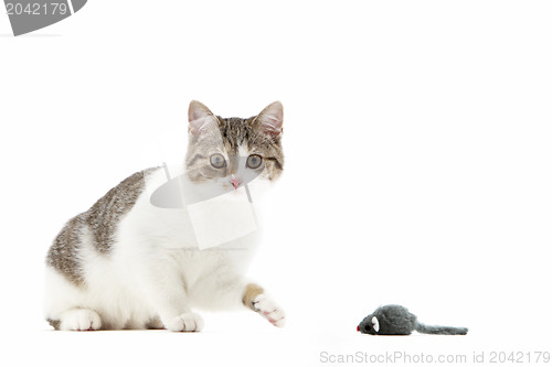 Image of Cat batting at a toy mouse with its paw