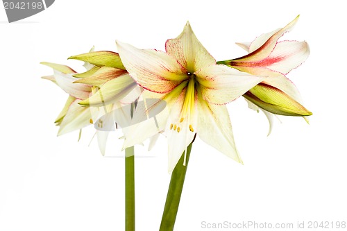 Image of White Amaryllis flower