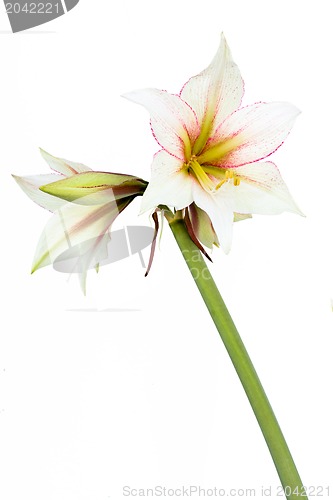 Image of White Amaryllis flower