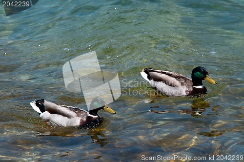 Image of Two ducks swimming in a lake