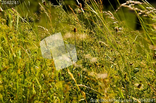 Image of wild grasses