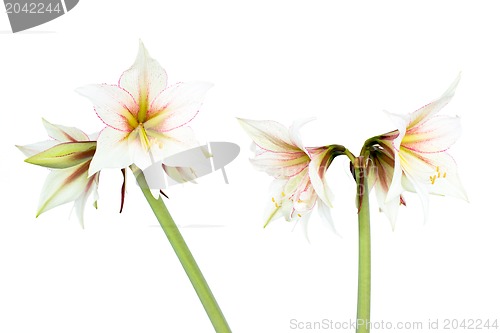 Image of White Amaryllis flower