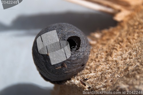 Image of Wasp Nest