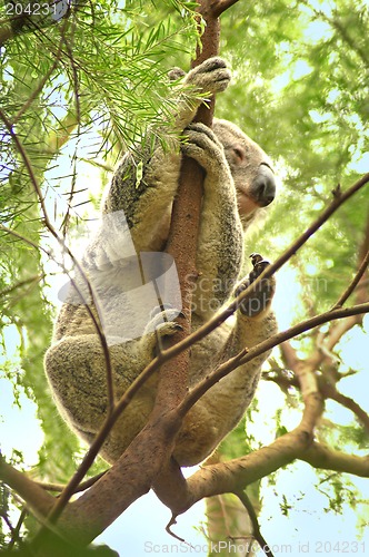 Image of climbing koala