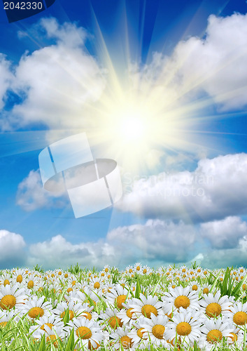 Image of  flowers against the sky