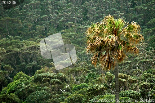 Image of tropics