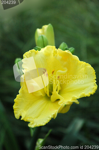 Image of yellow flower