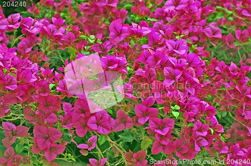 Image of pink flowers