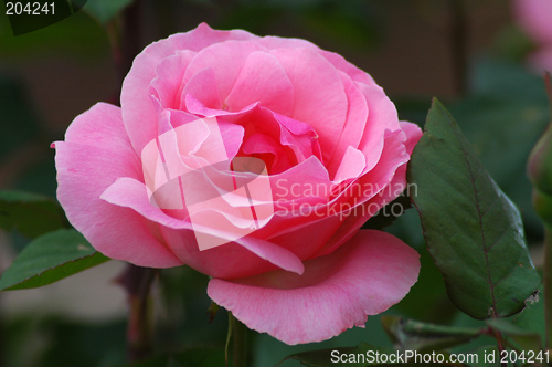 Image of pink rose